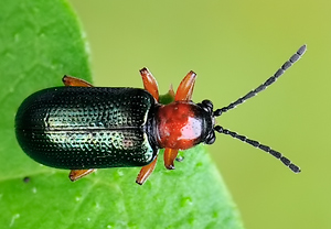 Rothalsiges Getreidehähnchen (Oulema melanopus) – Foto 2