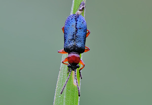 Rothalsiges Getreidehähnchen (Oulema melanopus) – Foto 3