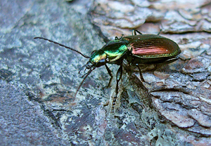 Sechspunktiger Putzläufer (Agonum sexpunctatum) – Foto 2