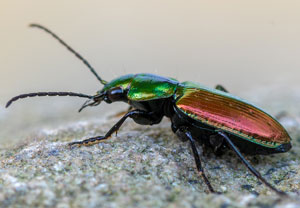 Sechspunktiger Putzläufer (Agonum sexpunctatum), 31.05.2023, Ehrwald