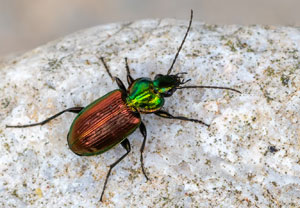 Sechspunktiger Putzläufer (Agonum sexpunctatum), 26.05.2023, Ehrwald