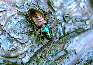 Sechspunktiger Putzläufer (Agonum sexpunctatum) – Foto 1