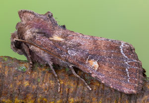 Gemüseeule (Lacanobia oleracea), 02.05.2022, Hürth