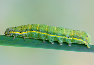 Gemüseeule (Lacanobia oleracea), Wyry