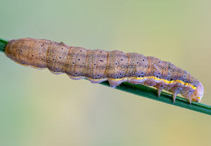Gemüseeule (Lacanobia oleracea), Wyry