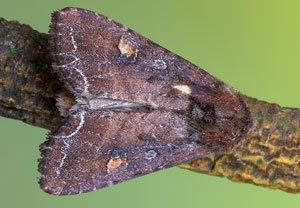 Gemüseeule (Lacanobia oleracea), 02.05.2022, Hürth