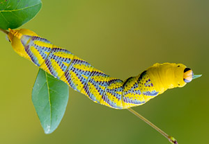 Totenkopfschwärmer (Acherontia atropos), 07.11.2015