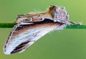 Birken-Zahnspinner (Pheosia gnoma), 07.05.2016