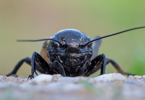 Feldgrille (Gryllus campestris), 21.05.2016
