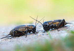 Feldgrille (Gryllus campestris), 21.05.2016