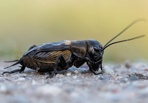 Feldgrille (Gryllus campestris)