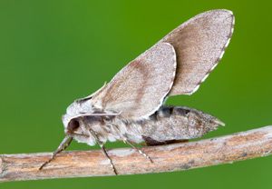 Kiefernschwärmer (Sphinx pinastri) &ndash; Foto 2