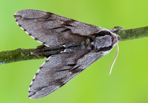Kiefernschwärmer (Sphinx pinastri) &ndash; Foto 1