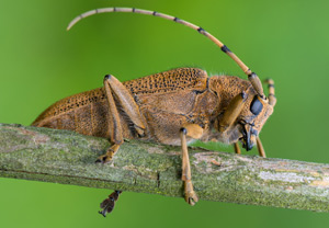 Großer Pappelbock (Saperda carcharias), 28.07.2016, Wyry