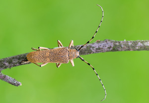 Großer Pappelbock (Saperda carcharias), 03.08.2016, Wisła