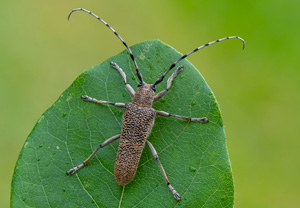 Großer Pappelbock (Saperda carcharias), 16.07.2020, Wyry