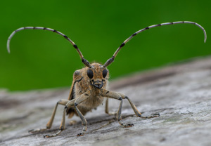 Großer Pappelbock (Saperda carcharias), 16.07.2020, Wyry