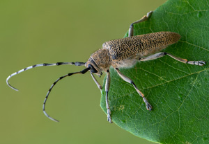 Großer Pappelbock (Saperda carcharias), 16.07.2020, Wyry