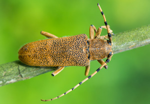 Großer Pappelbock (Saperda carcharias), Wyry