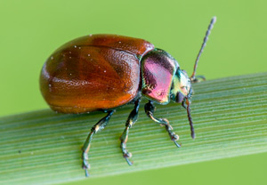 Geglätteter Blattkäfer (Chrysolina polita), Wisła