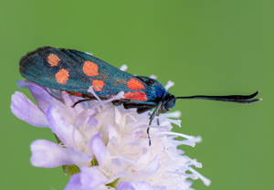 Veränderliches Rotwidderchen (Zygaena ephialtes)