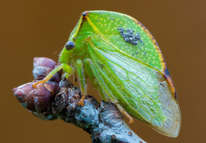 Büffelzikade (Stictocephala bisonia), Wyry