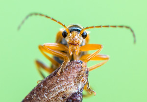 Cantharis decipiens, 14.04.2017
