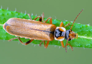 Cantharis decipiens, 05.05.2019