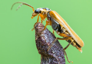 Cantharis decipiens