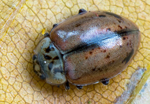 Nadelbaum-Marienkäfer (Aphidecta obliterata), 31.10.2016, Bad Münstereifel