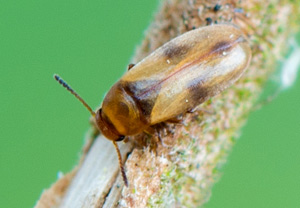Anaspis maculata &ndash; Foto 1