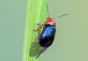 Rotbeiniger Fallkäfer (Cryptocephalus rufipes), 22.05.2017