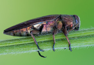 Goldgruben-Eichenprachtkäfer (Chrysobothris affinis), 25.05.2017