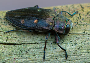 Goldgruben-Eichenprachtkäfer (Chrysobothris affinis), 10.06.2019