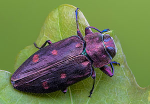 Goldgruben-Eichenprachtkäfer (Chrysobothris affinis), 14.05.2022, Jülich