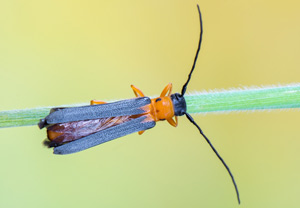 Geißblatt-Linienbock (Oberea pupillata), 29.05.2017