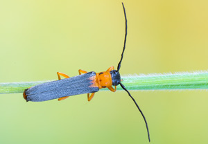 Geißblatt-Linienbock (Oberea pupillata) &ndash; Foto 1