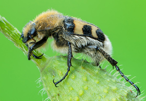 Gebänderter Pinselkäfer (Trichius fasciatus) – Foto 2