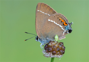 Kreuzdorn-Zipfelfalter (Satyrium spini), 19.06.2017