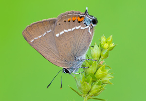 Kreuzdorn-Zipfelfalter (Satyrium spini) – Foto 1