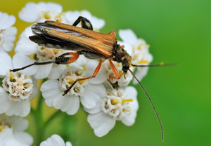 Echter Schenkelkäfer (Oedemera podagrariae) &ndash; Foto 2