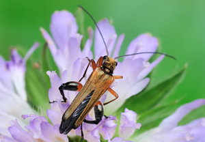 Echter Schenkelkäfer (Oedemera podagrariae) &ndash; Foto 3