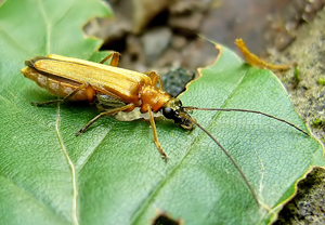 Echter Schenkelkäfer (Oedemera podagrariae)