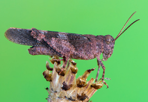 Rotflügelige Ödlandschrecke (Oedipoda germanica), 19.06.2017