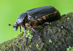 Östlicher Juchtenkäfer (Osmoderma barnabita), Wojanów