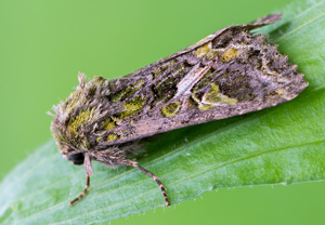 Meldeneule (Trachea atriplicis), 29.07.2017, Łomnica