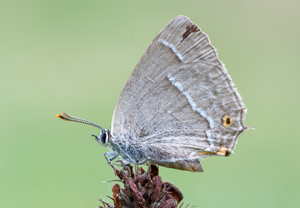 Blauer Eichen-Zipfelfalter (Favonius quercus), Łomnica