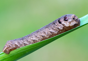 Kleiner Weinschwärmer (Deilephila porcellus), Łomnica