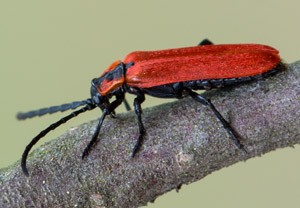 Rüssel-Rotdeckenkäfer (Lygistopterus sanguineus), 27.05.2018