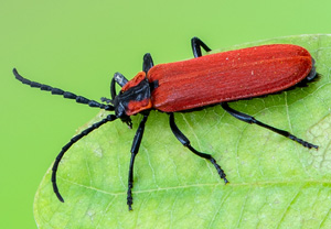 Rüssel-Rotdeckenkäfer (Lygistopterus sanguineus), 02.06.2020